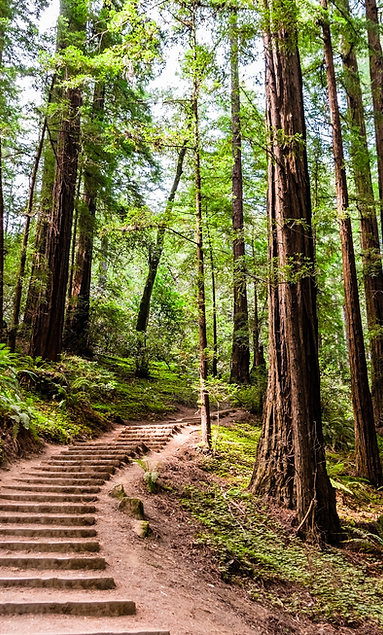Hiking trail going through redwood fores