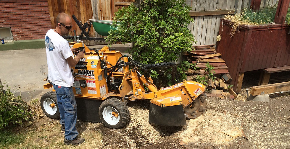 Stump grinding copy.jpg