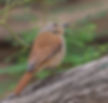 Thrush-Rufous-tailed-palm_Kunene-Riv-Ldge_Nam_Sept_