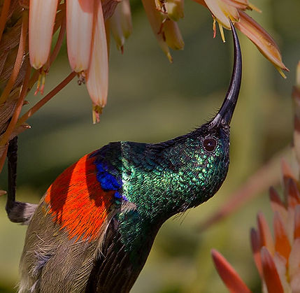 Sunbird-Greater-double-collared-_PtEd_Ntl_May_BT0T2637-copy.jpg