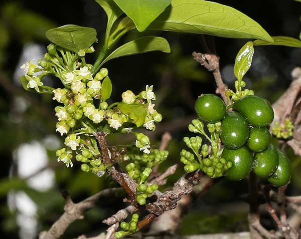 Dune-Soap-berry_Deinbolia-oblongifolia__Tweni_15-Sept_-2024_0Q7A0494-copy