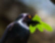Starling-Black-bellied_Bonmzi