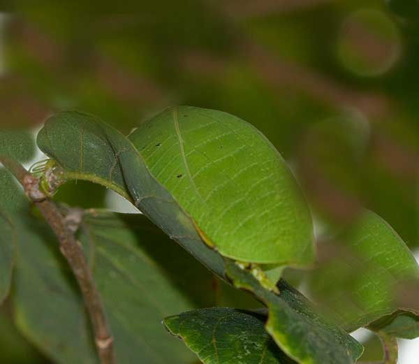 Katydid-Leaf_Eurycorypha_Umtentweni_May_IMG_1640-copy