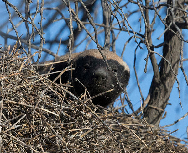 Badger Honey_Kala_ _C_BT0T6956 copy