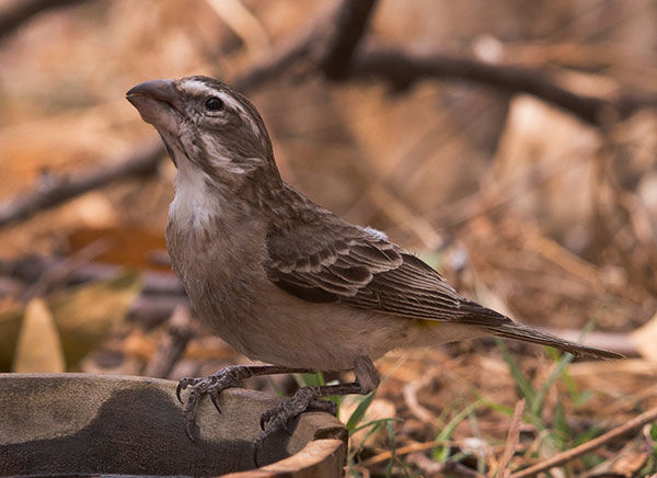 Canary-White-throated_crocopygia_Etosha_Nam_Sept