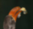 Hornbill-Crowned-male_Pt-Shep_Jan_