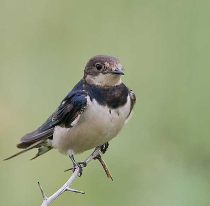 Swallow-Barn_juv_Mkuze_Feb_--9Z4A9444-co