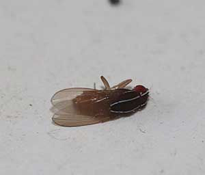 Vinegar-Fly_drosophiliidae_Tweni9-Oct-2024_0Q7A0717-copy