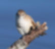 Warbler-Little-Rush_tongensis_Sappi-Ntl_July