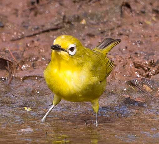 White-eye-African-Yellow_BManzi_KZN_July-
