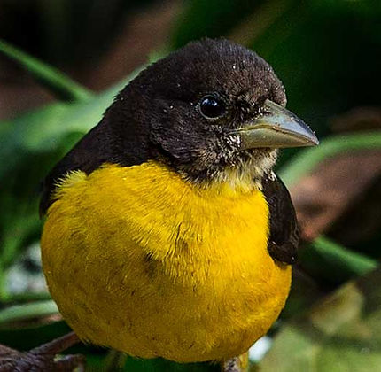 Weaver-Dark-Backed-male-non-br_S,Port-LS