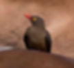 Oxpecker-Red-billed__Mkuze_July