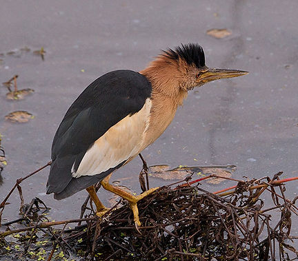 Bittern-Little_Wakkerstroom_April_2021_B
