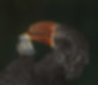 Hornbill-Crowned-male_Pt-Shep_Jan