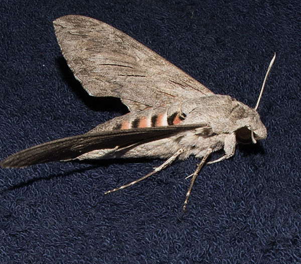 Hawk Moth_sphingidae_ Kulu_2021_0Q7A6280 copy - Copy