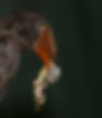 Hornbill-Crowned-male_Pt-Shep_Jan_