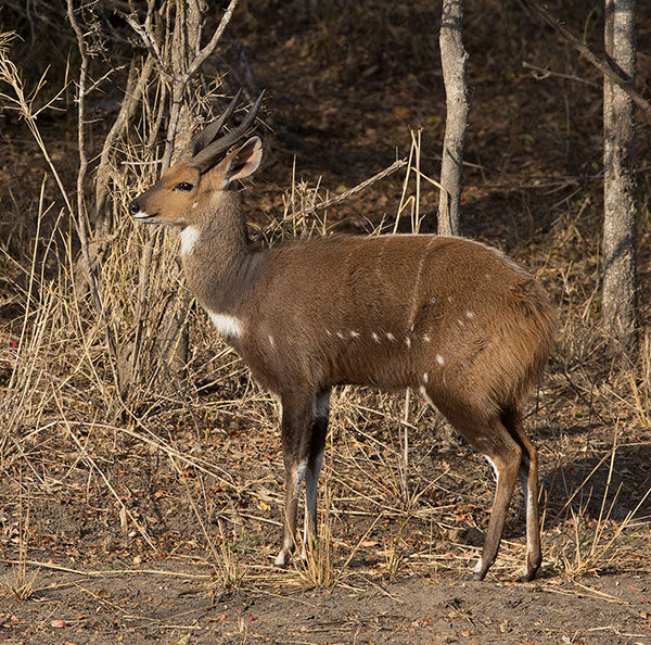 Bushbuck_Tragelaphus-scripyus-male_Kr-Pk_June-9Z4A9925-copy.jpg