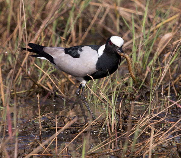 Lapwing Blacksmith_KPk Leeupan_April_2021_BT0T5853 (1) copy