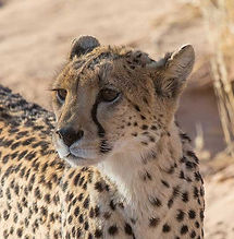 Cheetah-Matamata_Kalagd_Sept_2021_9Z4A1341-copy