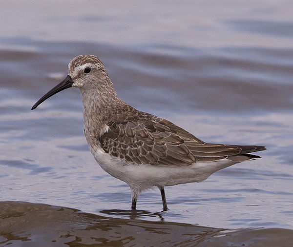 Sandpiper-Curlew_Walvis-Nam_Sept