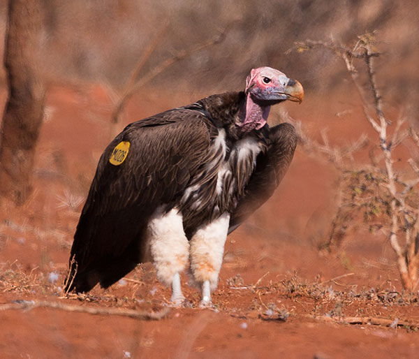 Vulture-Lappet-faced-_Poglola_June