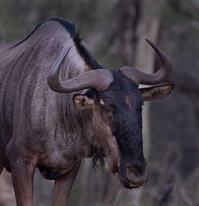 Wildebeeste-Blue_connochaetes_Mkuze_July