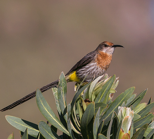 Sugarbird-Gurney's_Sani-Pass_Nov