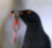 Starling-Black-bellied_Bonmzi