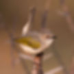 Cameroptera-Grey-backed_Maun_Sept