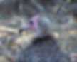 Vulture-Hooded_Kr-Pk_June