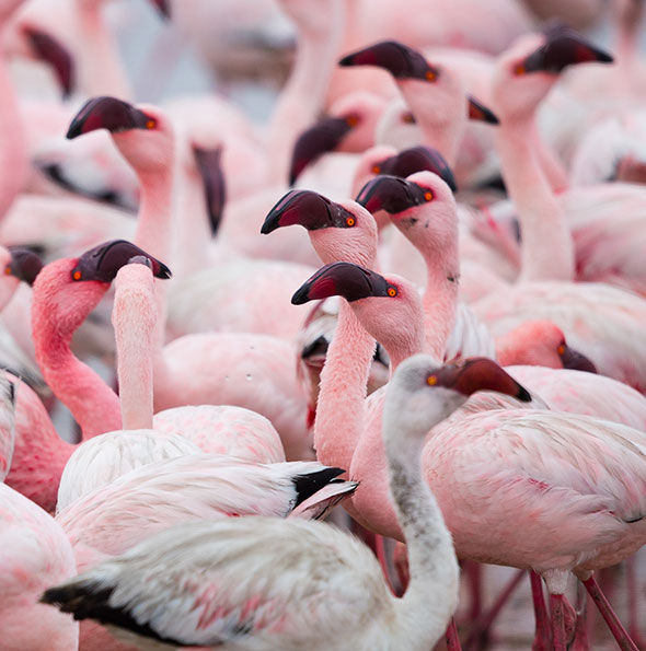 Flamingo-Lesser_Walvis-Bay