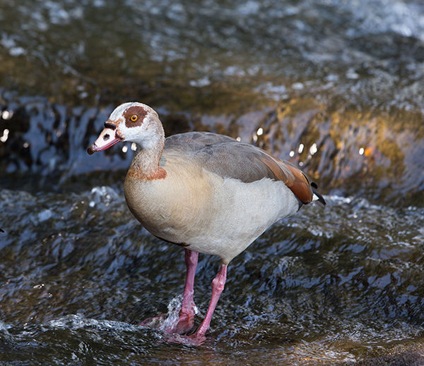 Goose-Egyptian_KPL_Mpum_Oct_