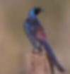 Starling-Meves_mevesii_Maun_Sept