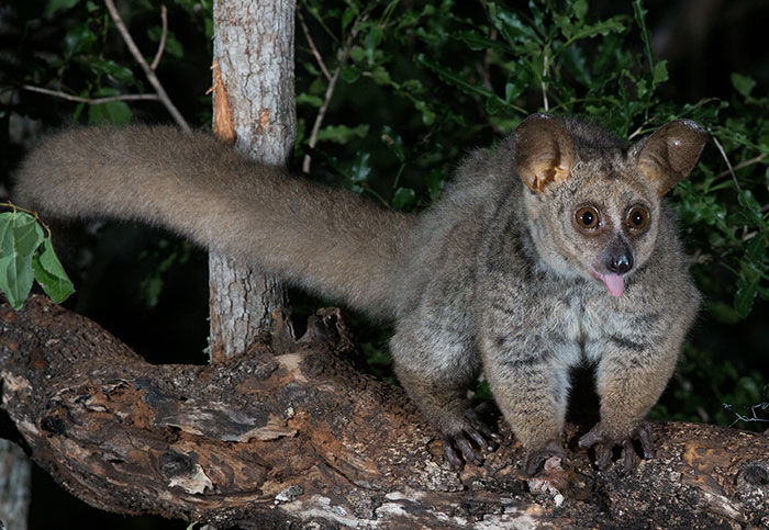 Bushbaby-Thick-tailed_otolemur-crassicaudatus_Mkuse_March_9Z4A7968-copy