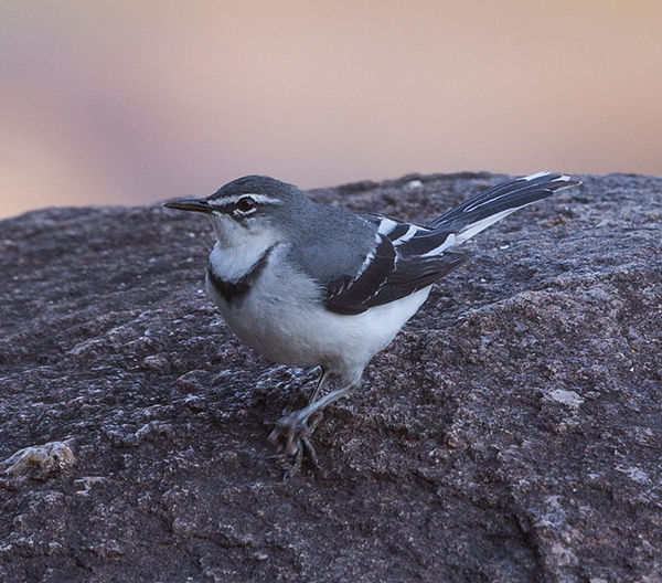 Wagtail-Mountain_KPL_Mpum_Oct_BT0T7377-c