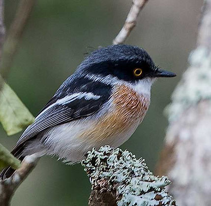 Batis-Woodwards_Tembe------------------------_A_4862w-copy.jpg