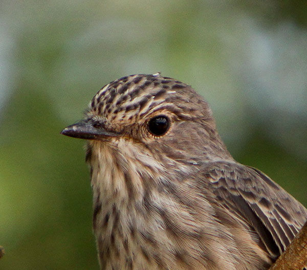 Flycatcher-Spotted_Sondela