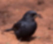 Flycatcher-Southern-black_BManzi_KZN_July