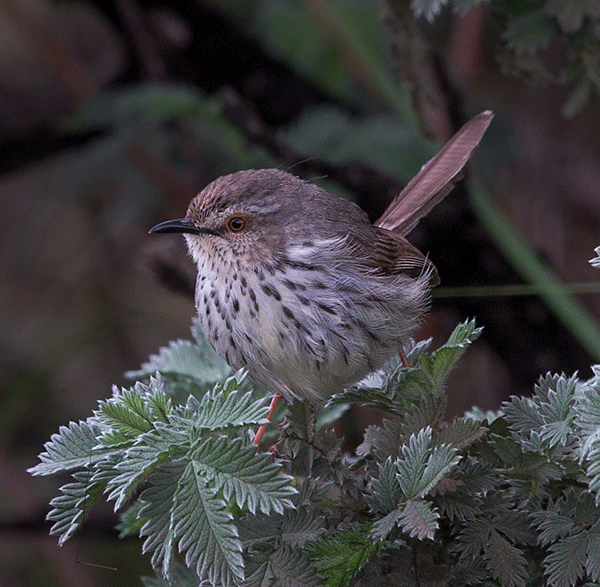 Prinia-Karoo_exultans_South-Berg_Nov_