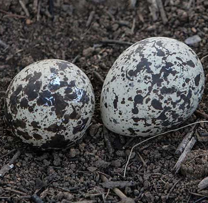 Thick-Knee-Spotted-Eggs_297_Pilberg_8165-copy.jpg