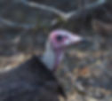 Vulture-Hooded_Kr-Pk_June