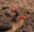 Oxpecker-Red-billed_Mkuze_July