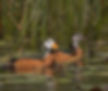 Goose-Pygmy_Maun-Bots_Sept