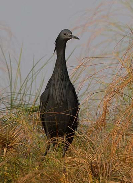 Heron-Black_Drotz-Bots-Sept9Z4A2579-copy