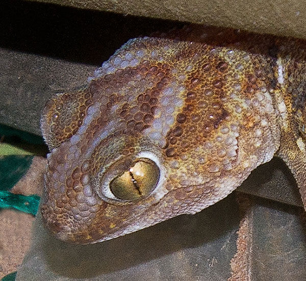 Gecko-Barking-_Kala_20130827_3516-copy
