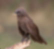 Babbler-Hartlaubs-griseosquamata_Maun-Bots_Sept