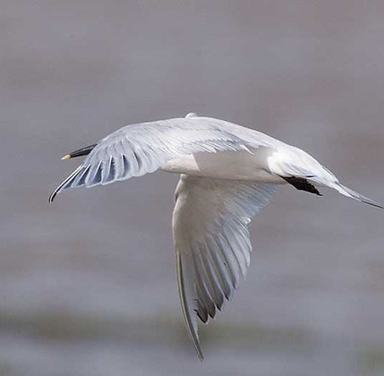 Tern-Sandwich_St-Lucia_29-Nov_BT0T4789-c