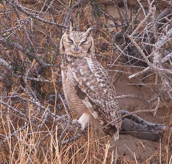 Owl-Spotted-Eagle_Twee-Riv_Kalagd_Sept_2021_BT0T1508-copy