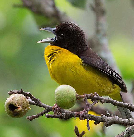 Weaver-Dark-backed_Umtentweni_LSC_Nov_9Z