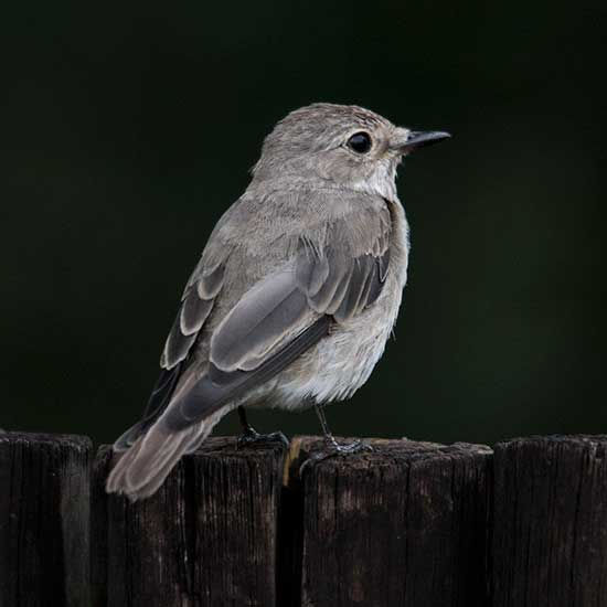 Flycatcher-Spotted_Sondela